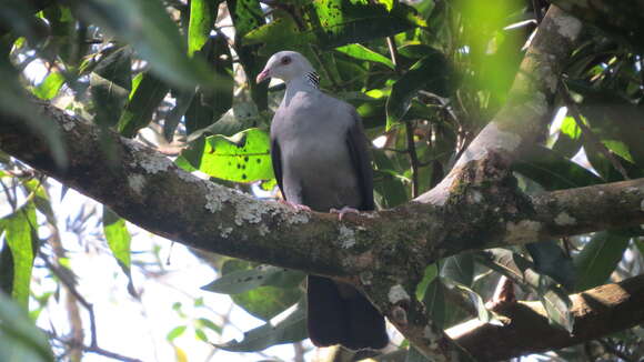 Image of Nilgiri Wood Pigeon