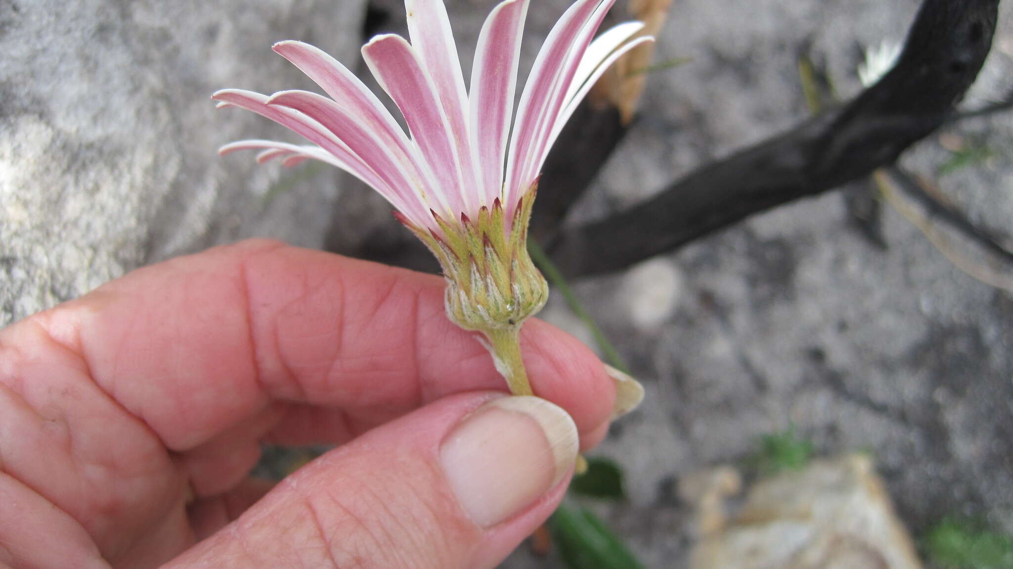 Image de Gerbera tomentosa DC.