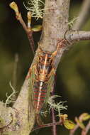 Image of blood redtail cicada