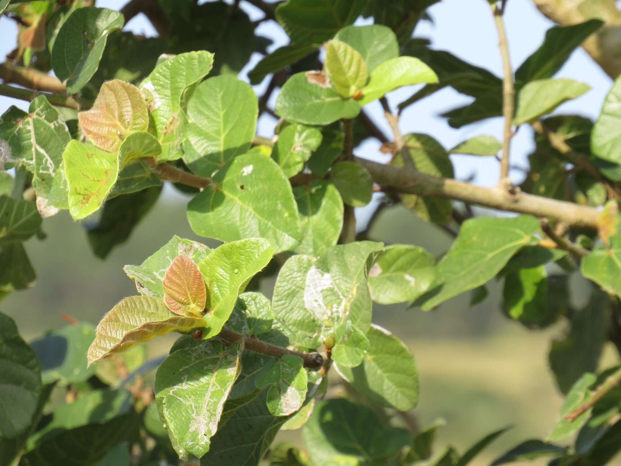 Sivun Ficus sycomorus subsp. sycomorus kuva