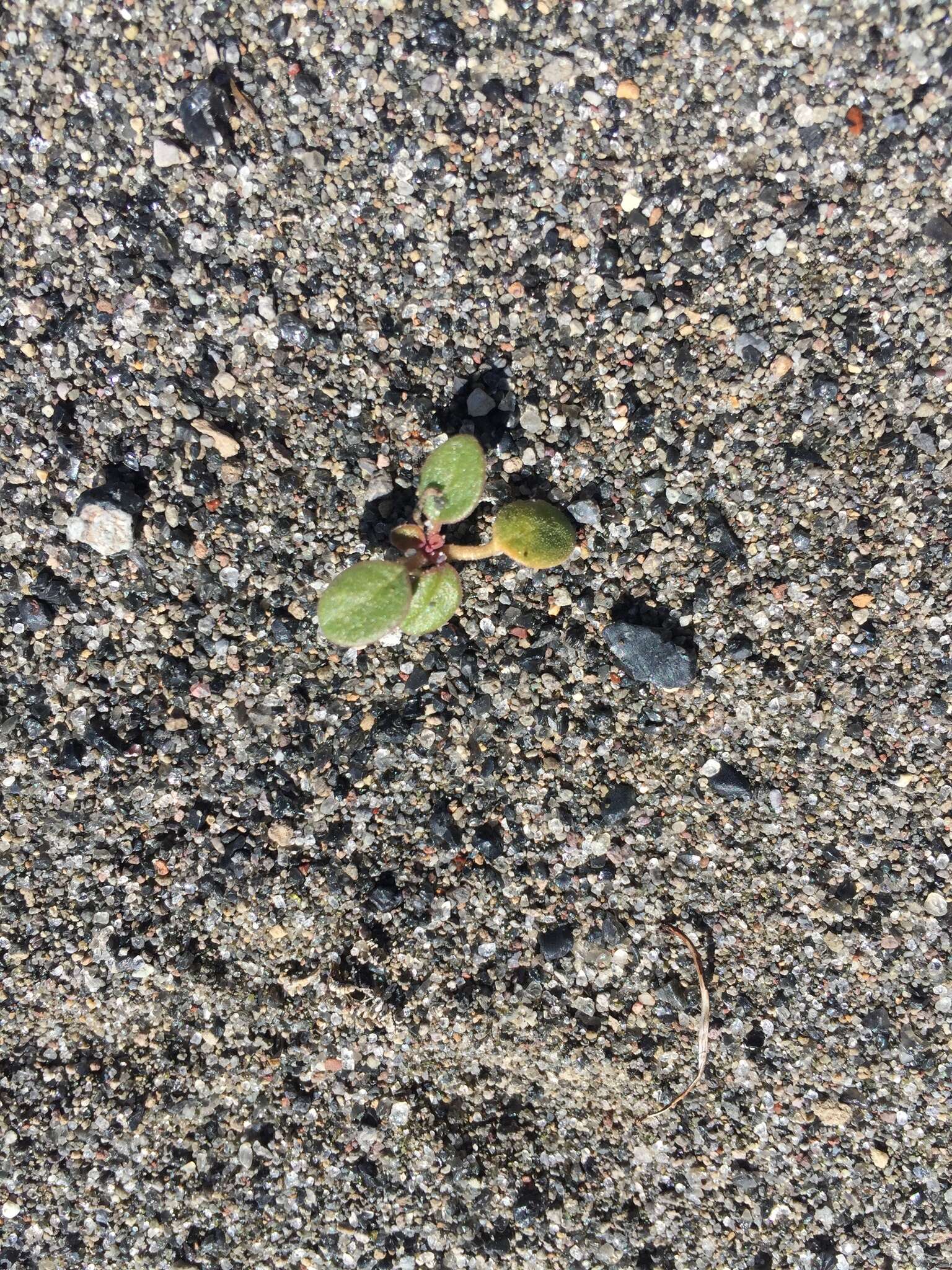 Image of Wyoming Sand Verbena