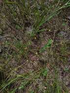 Image of Creeping Spearwort