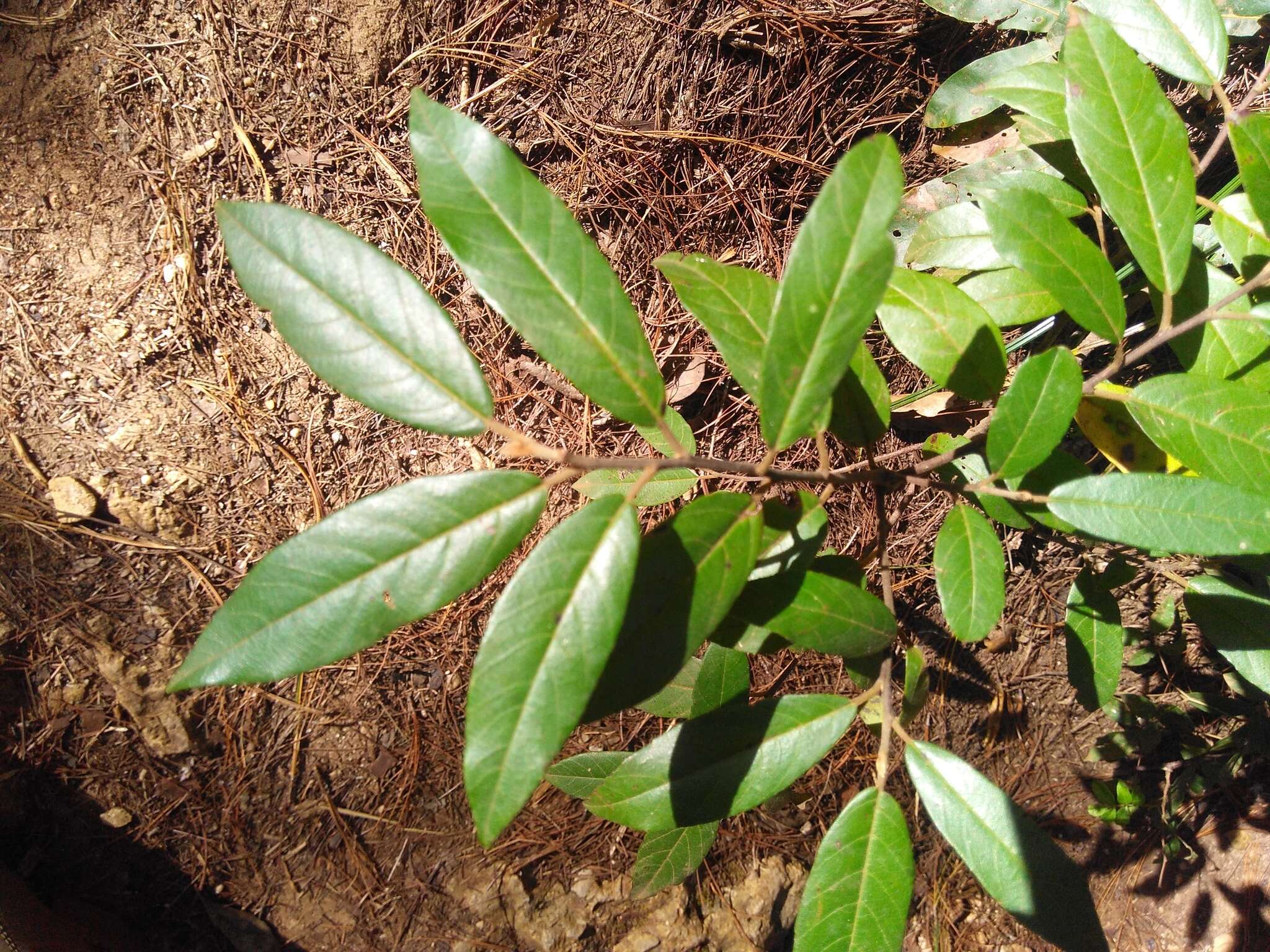 Image of Frangula mucronata (Schlechtend.) Grubov