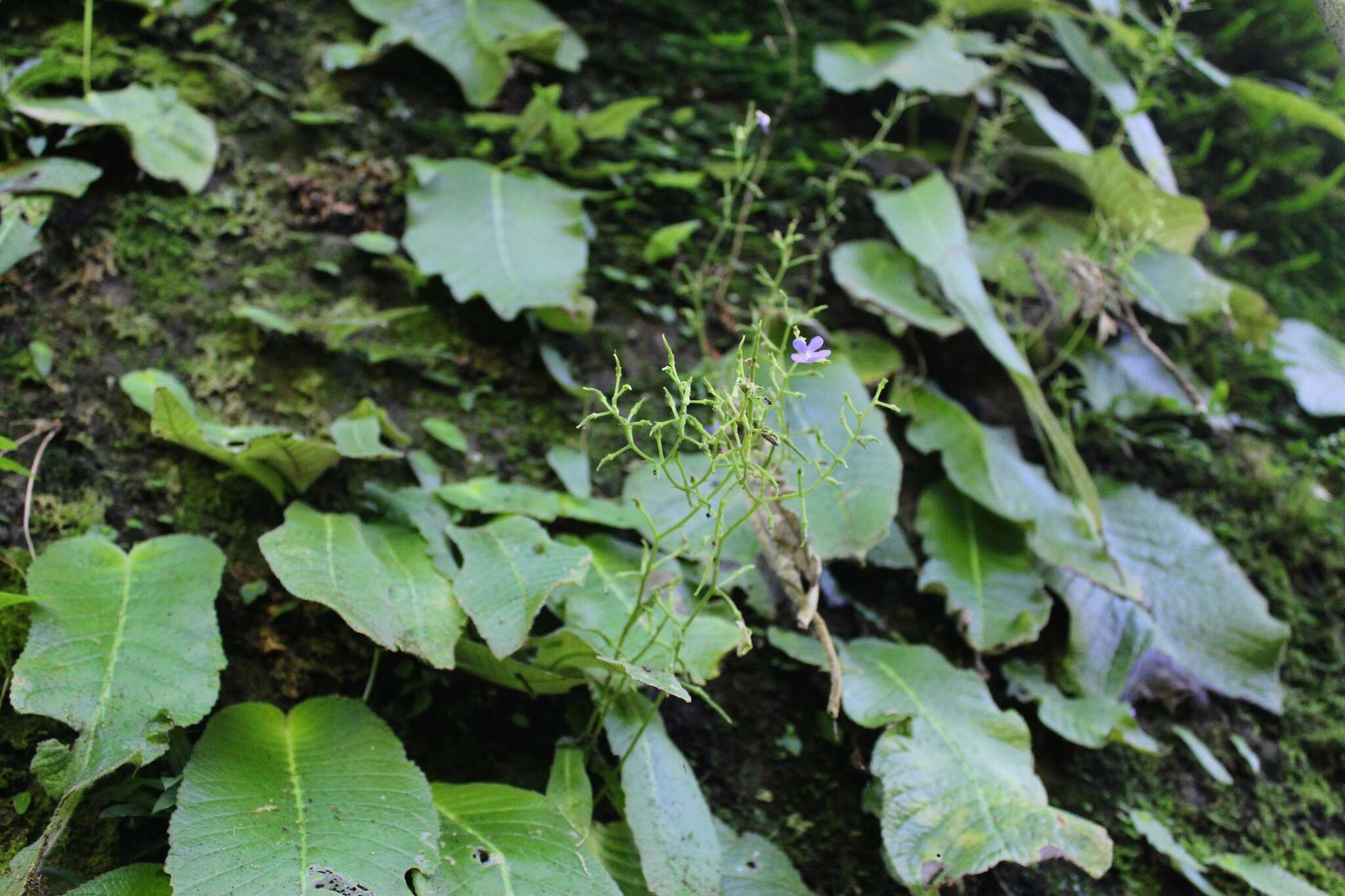 Image of Streptocarpus polyanthus subsp. verecundus Hilliard