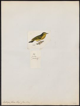 Image of Javan White-eye