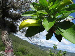 Image of Eremogeton grandiflorus (A. Gray) Standley & L. O. Williams