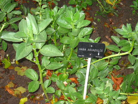 Image of Broad Bean