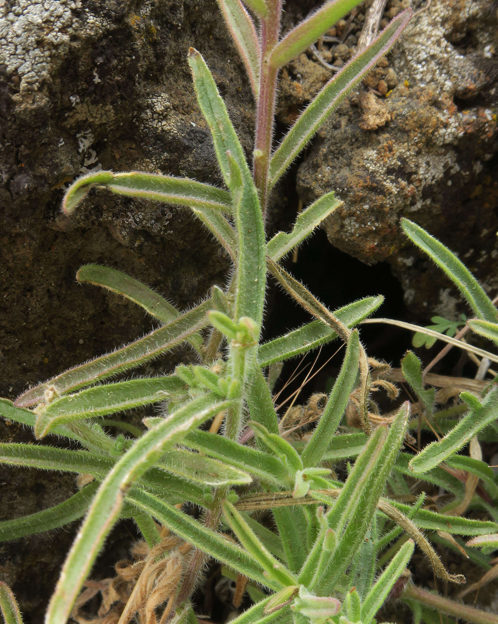 Image of Peck's Indian paintbrush