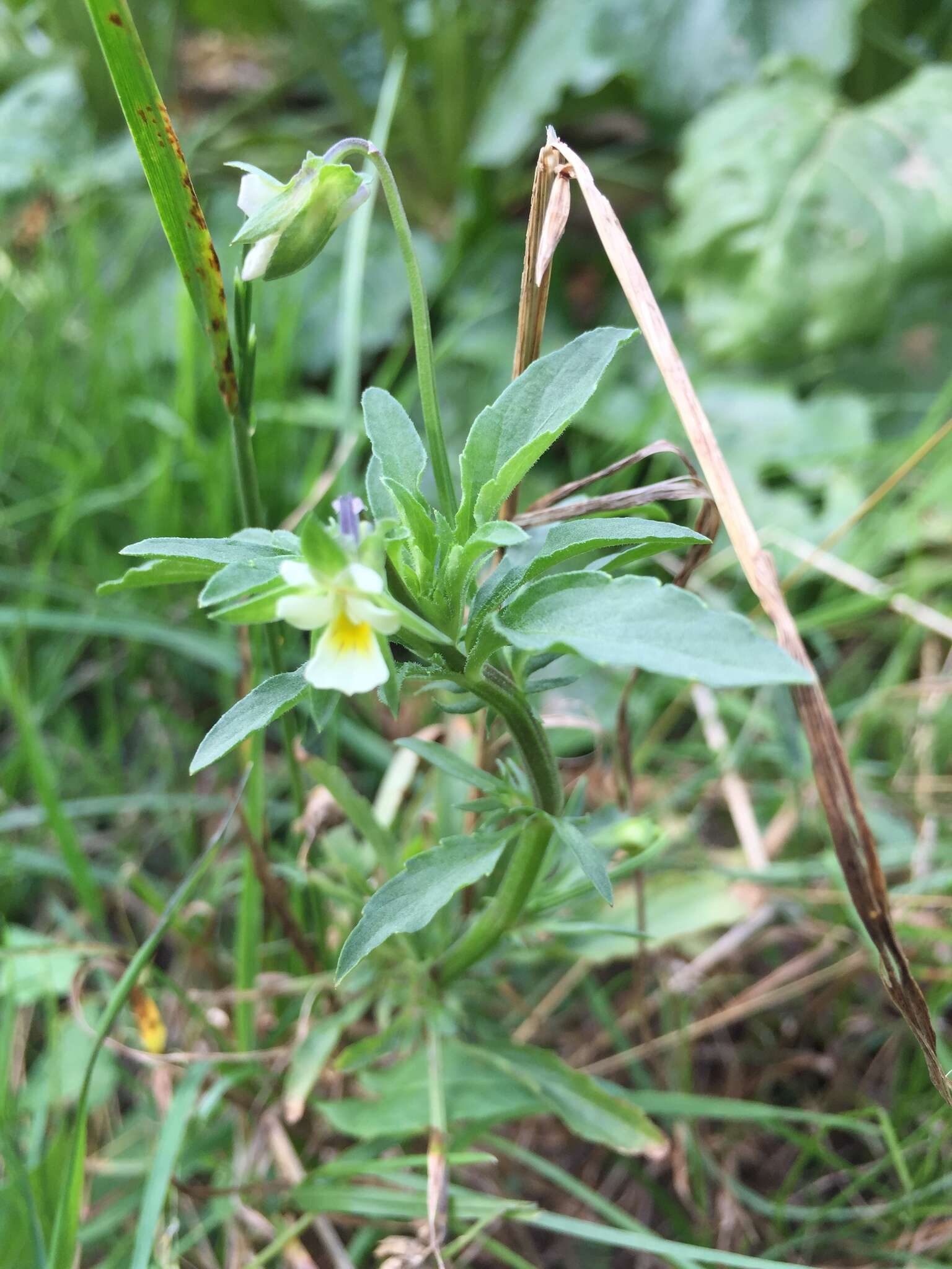 Слика од Viola arvensis subsp. arvensis