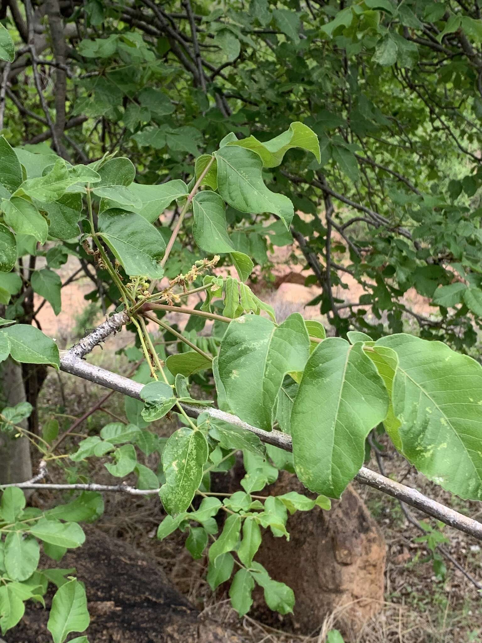 Imagem de Commiphora edulis (Klotzsch) Engl.