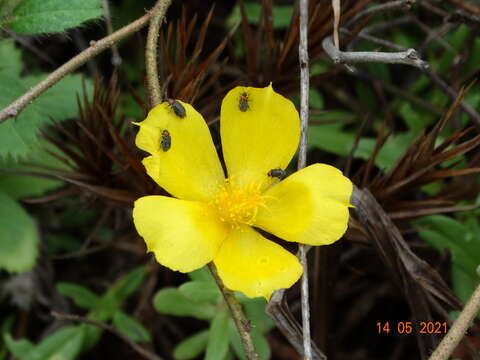 Image of Portulaca mucronata Hort. Vindob. ex Link