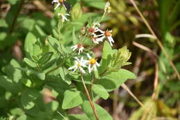 Image of Pine-Barren Nodding-Aster