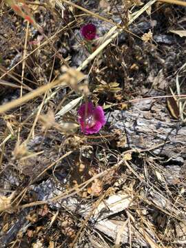 Image of redspot clarkia