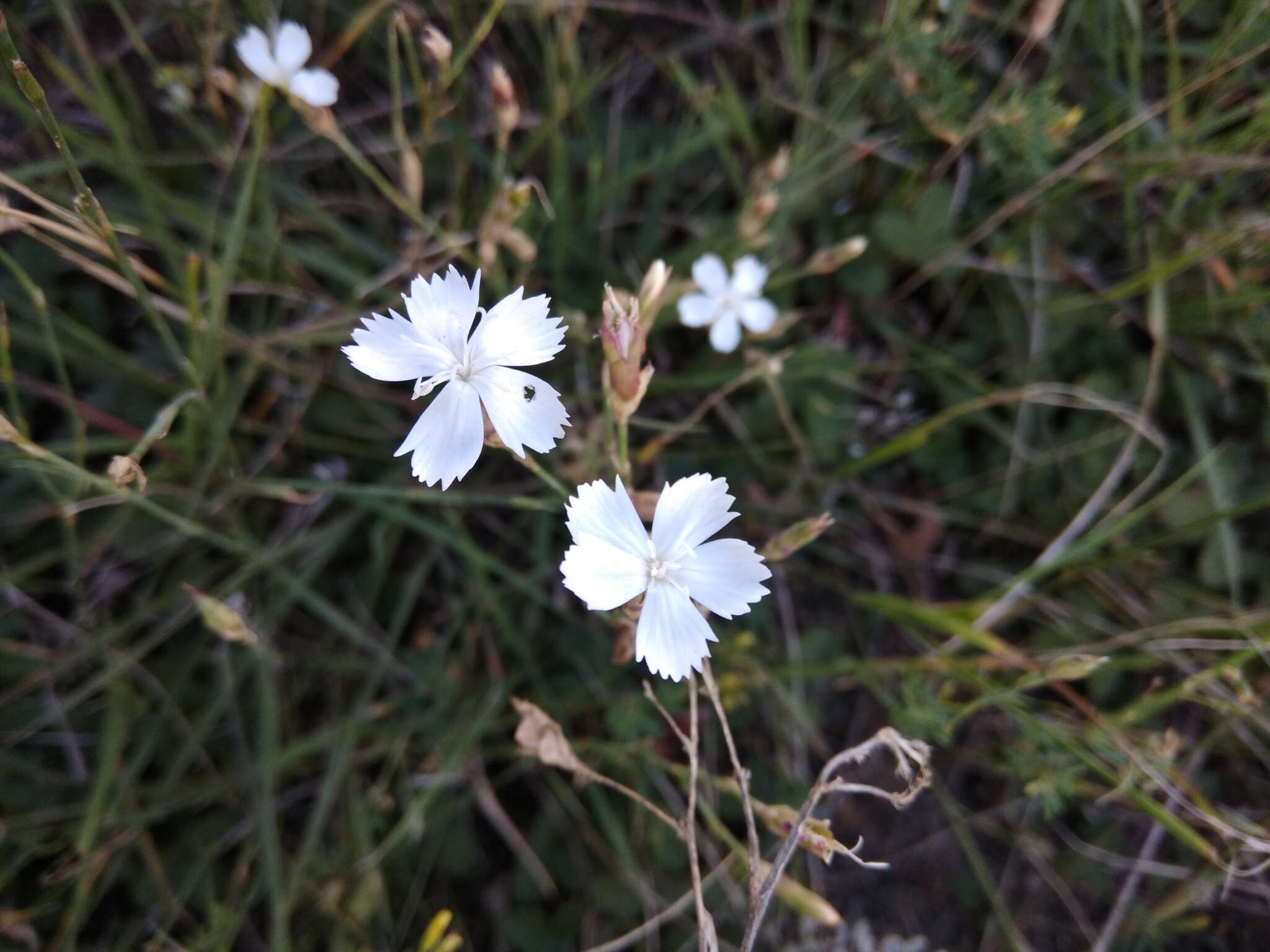 Слика од Dianthus cretaceus Adams