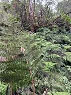 Plancia ëd Dryopteris unidentata var. paleacea (Hillebr.) Fraser-Jenk.