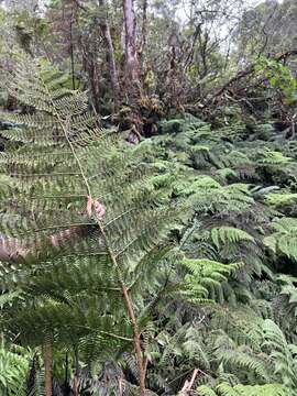 Plancia ëd Dryopteris unidentata var. paleacea (Hillebr.) Fraser-Jenk.