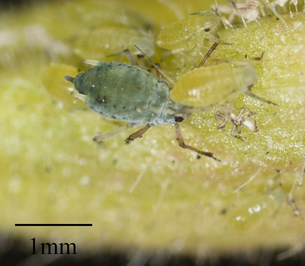 Image of Buckthorn aphid