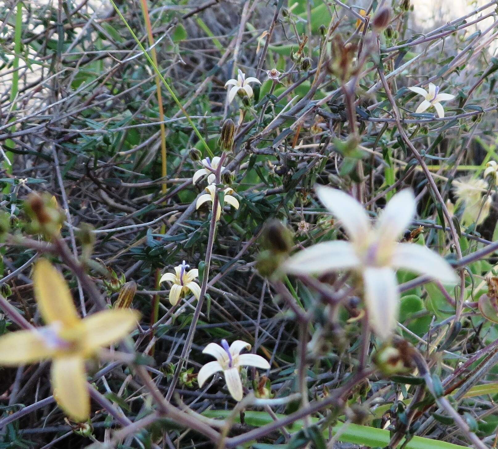 صورة Wahlenbergia thunbergiana (H. Buek) Lammers