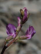 Imagem de Astragalus bourgovii A. Gray