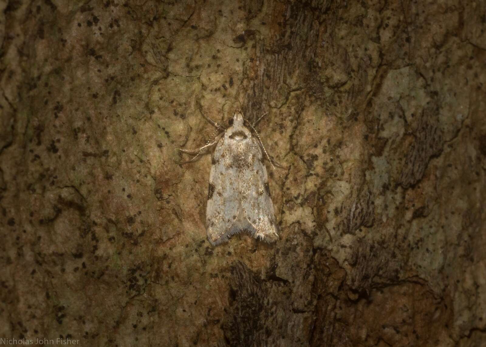 Image of Antiopala ebenospila Turner 1917