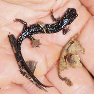 Image of Cumberland Plateau Salamander