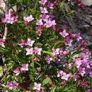 Image de Boronia anceps Paul G. Wilson