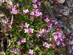 Image de Boronia anceps Paul G. Wilson