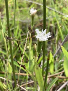 Image of Picrosia longifolia D. Don