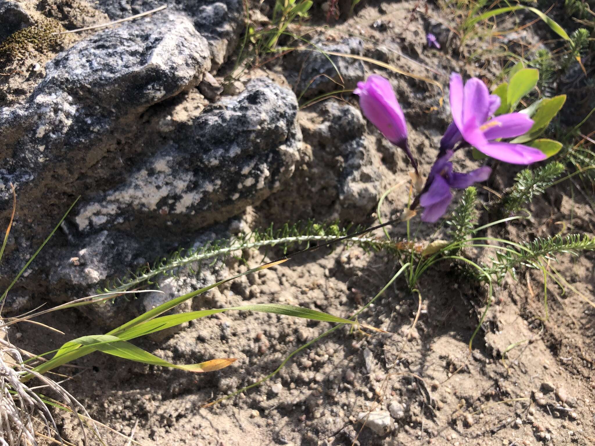 Image of Ixia purpureorosea G. J. Lewis