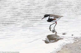 Erythrogonys Gould 1838 resmi