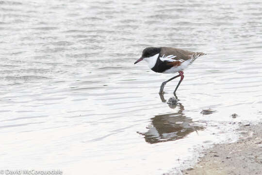 Erythrogonys Gould 1838 resmi