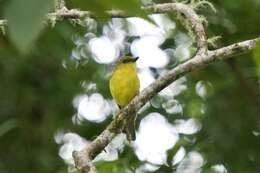 Imagem de Pachycephala hypoxantha (Sharpe 1887)