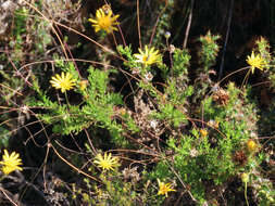 Euryops ursinoides B. Nordenst. resmi