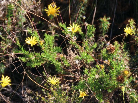 Euryops ursinoides B. Nordenst. resmi