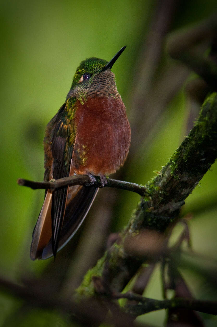 Image of Chestnut-breasted Coronet