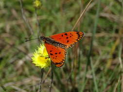 Image de Acraea anacreon Trimen 1868