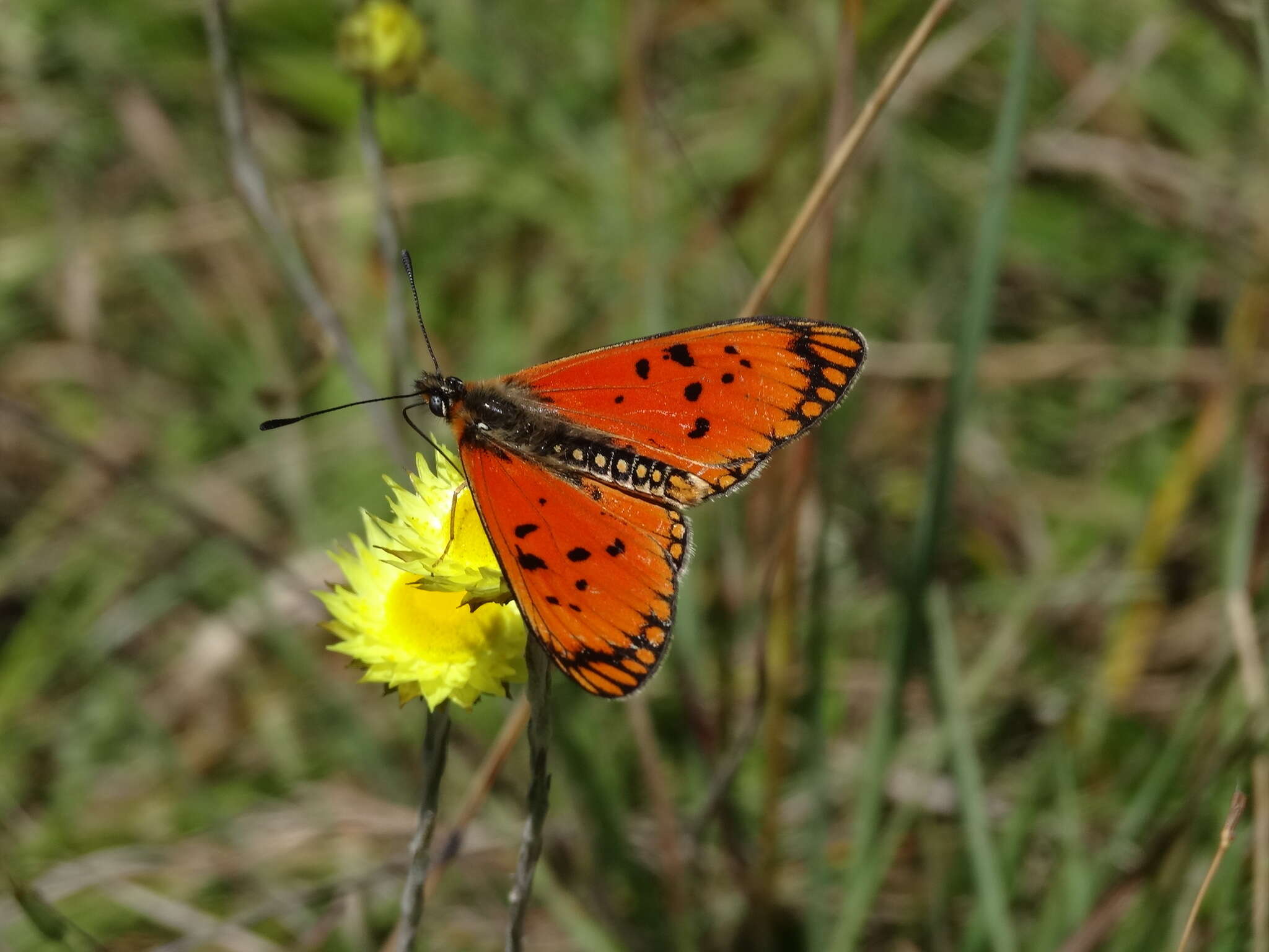 Image de Acraea anacreon Trimen 1868