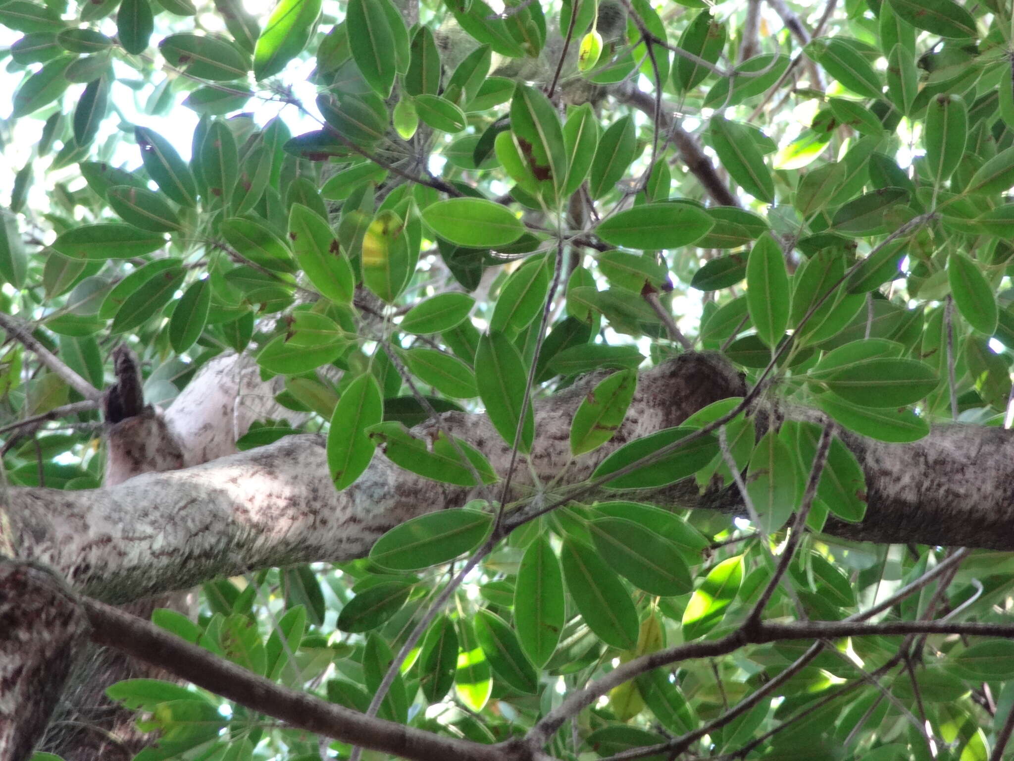 Image of Labourdonnaisia calophylloides Bojer