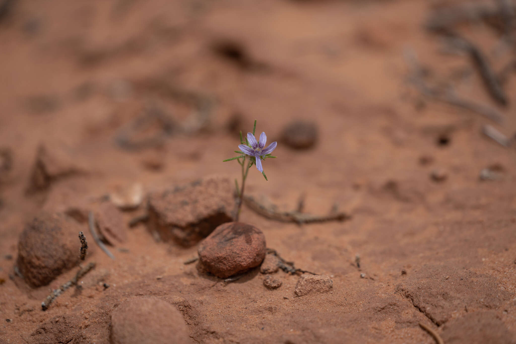 Imagem de Eriastrum eremicum subsp. zionis (T. T. Craig) S. J. De Groot