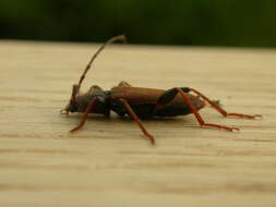 Image of Long-horned beetle