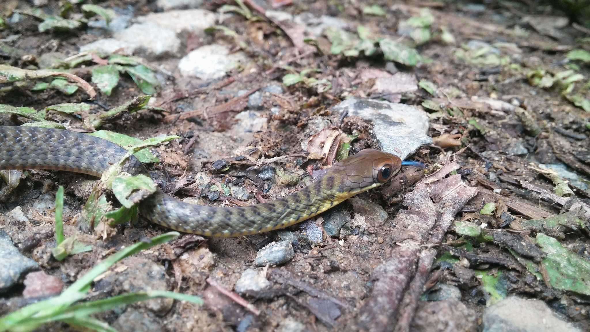 Image of Cope's Forest Racer