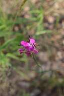 صورة Dianthus borbasii Vandas