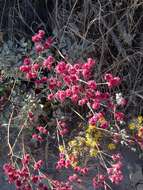 Image of redflower buckwheat