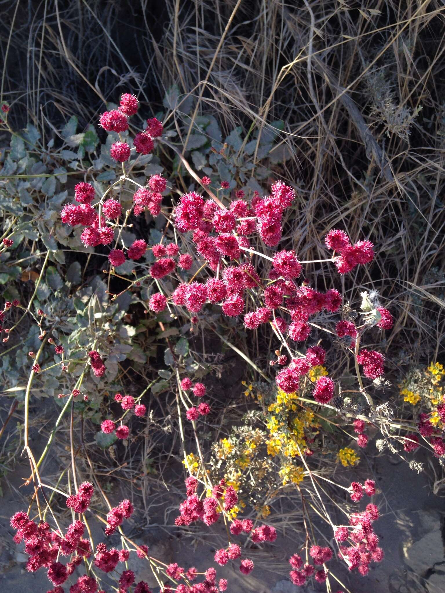 Image of redflower buckwheat