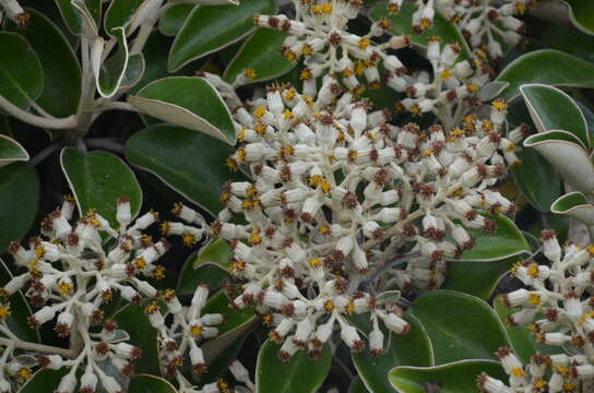 Image of <i>Brachyglottis <i>rotundifolia</i></i> var. rotundifolia