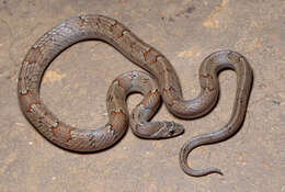 Image of Loos Snake