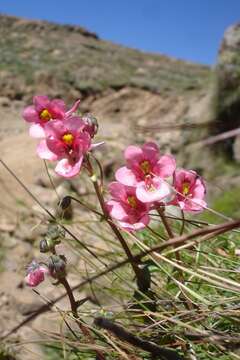 Image of Diascia anastrepta O. M. Hilliard & B. L. Burtt