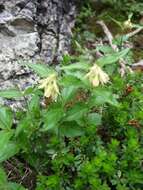 Imagem de Paederota lutea Scop.