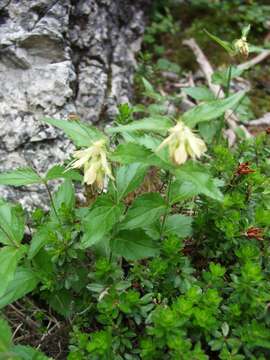 Imagem de Paederota lutea Scop.