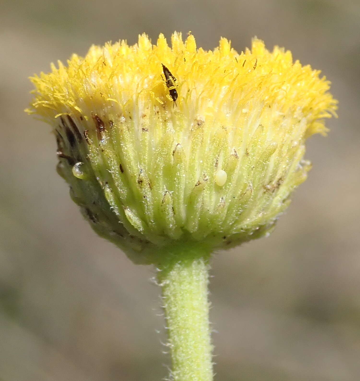 Nidorella podocephala (DC.) J. C. Manning & Goldblatt resmi